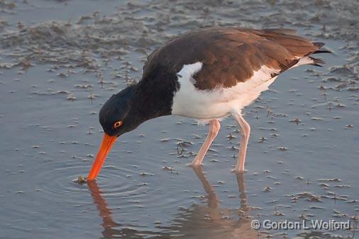 Oystercatcher With Catch_40052.jpg - American Oystercatcher (Haematopus palliatus) photographed along the Gulf coast near Rockport, Texas, USA.